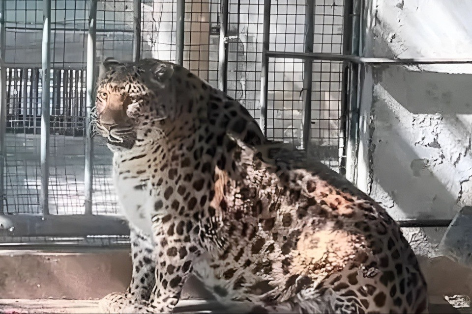 Con báo ở sở thú Panzhihua có hình dáng mập mạp. Ảnh: China Daily. Con báo ở sở thú Panzhihua có hình dáng mập mạp. Ảnh: China Daily.