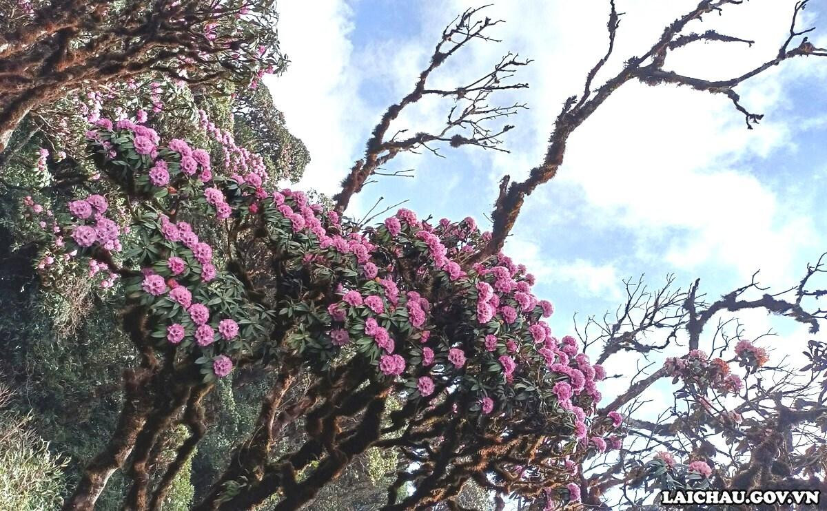 Pu Ta Leng mùa này đang bạt ngàn với sắc màu của hoa đỗ quyên.