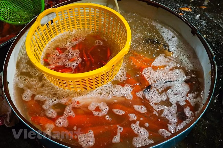 Trong đó, cá chép đỏ được phân chia thành nhiều loại như chép tam dương, chép vàng chanh, chép đỏ ớt. (Minh Hiếu/Vietnam+)
