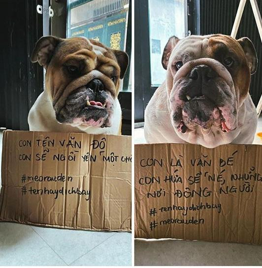Thậm chí, những chú cún cưng cũng được chủ của mình &quot;lôi kéo&quot; vào trào lưu này.