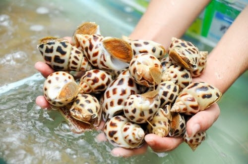 Trong quý I, xuất khẩu ốc hương sống sang Trung Quốc thu về tới 16 triệu USD. Ảnh minh họa: IT. Trong quý I, xuất khẩu ốc hương sống sang Trung Quốc thu về tới 16 triệu USD. Ảnh minh họa: IT.