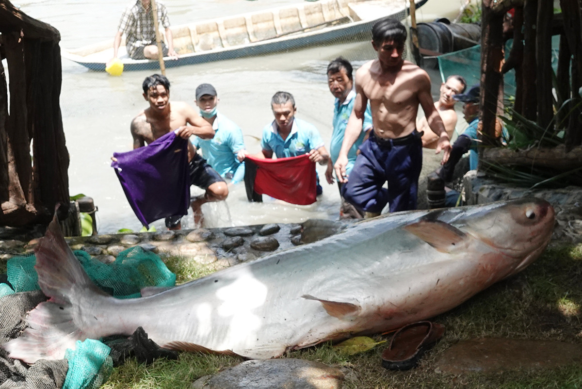 Nhiều người đàn ông lực lưỡng hợp sức mới bắt được con cá tra dầu