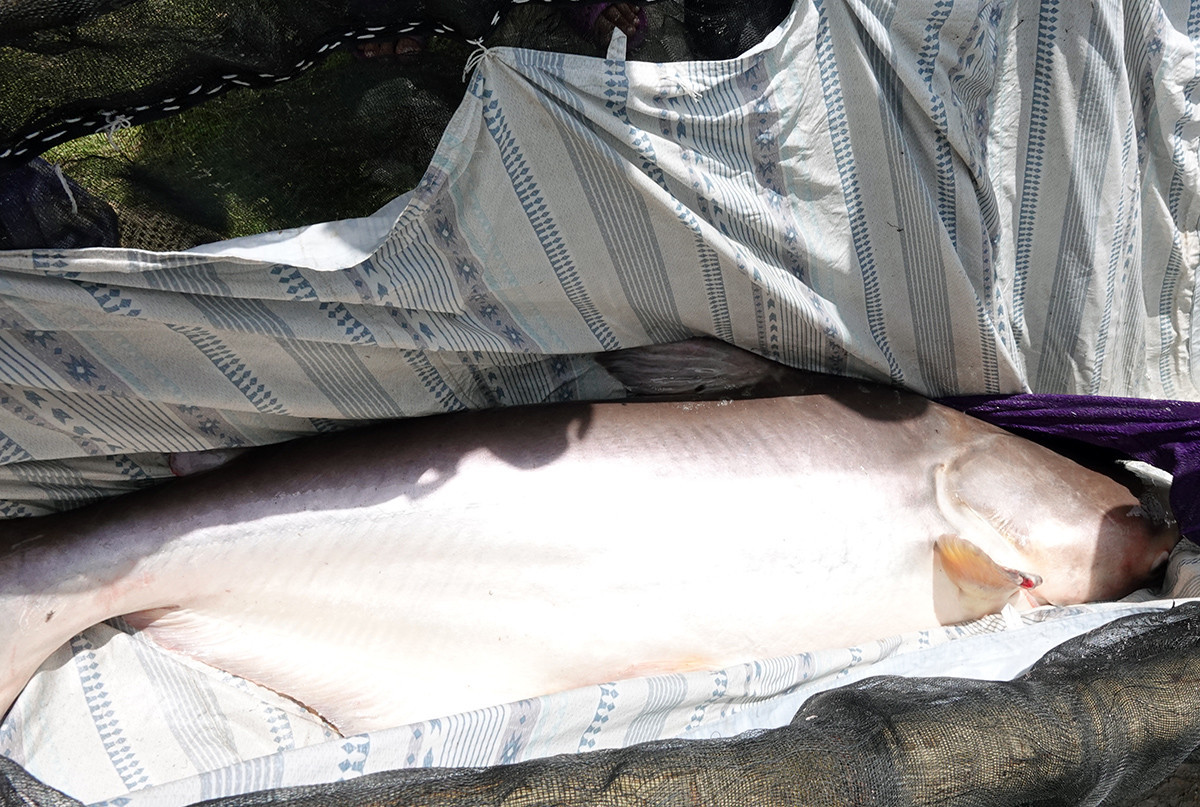 Con cá tra dầu được đưa lên cáng khiêng để thả sang hồ kiếng.