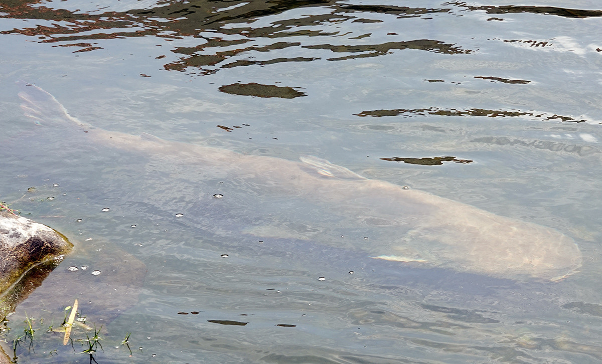 Cá được thả sang hồ mới.