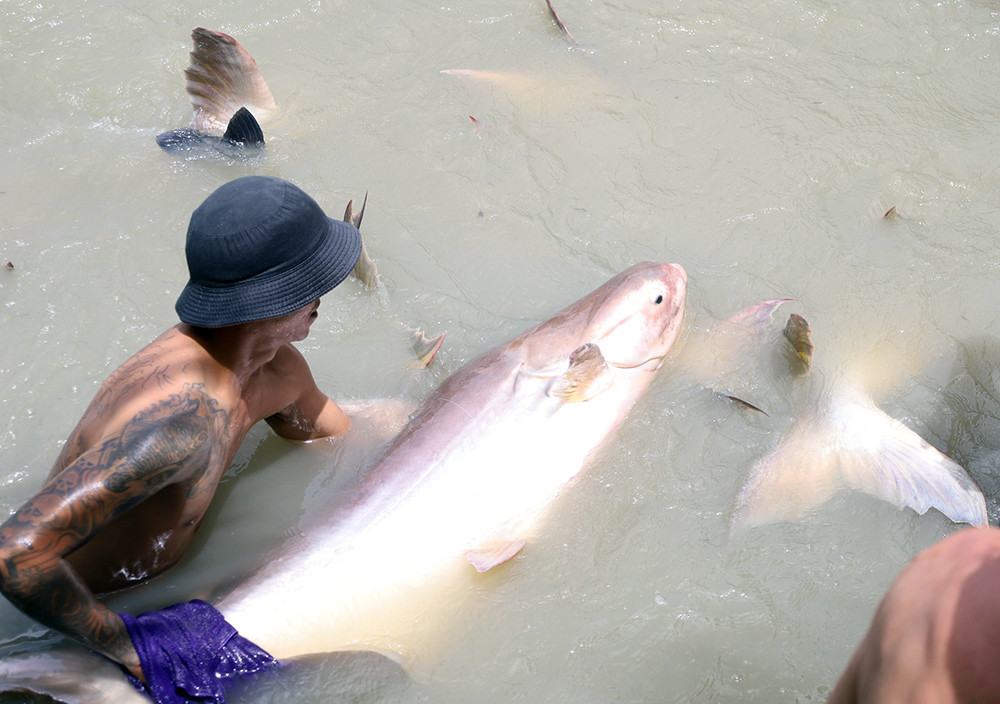 Đàn cá tra dầu 40 con, mỗi con nặng từ 100 - 150kg.