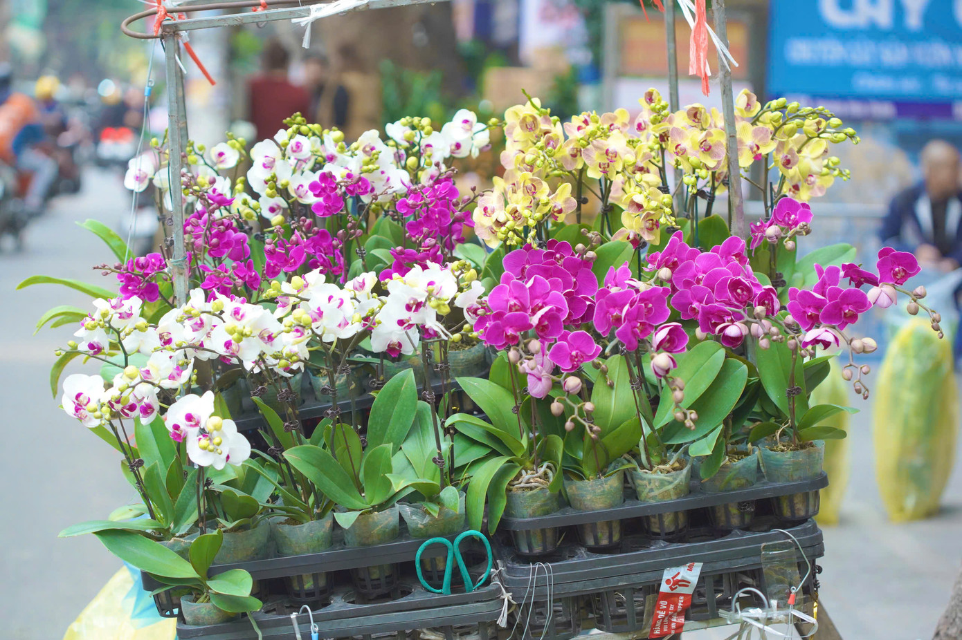 Chị Hương cũng chia sẻ thêm rằng, hiện nay tại khu vực phố Hoàng Hoa Thám có nhiều tiểu thương bán lan Trung Quốc với giá rẻ hơn. Tuy nhiên, loại lan này có hoa nhỏ hơn, nhanh tàn và chất lượng kém hơn so với lan Đà Lạt.