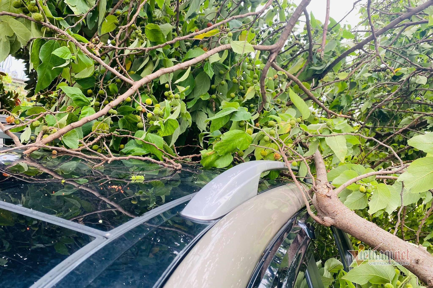 Rất may chỉ các cành nhỏ đổ vào nóc xe nên không gây ra thiệt hại Rất may chỉ các cành nhỏ đổ vào nóc xe nên không gây ra thiệt hại