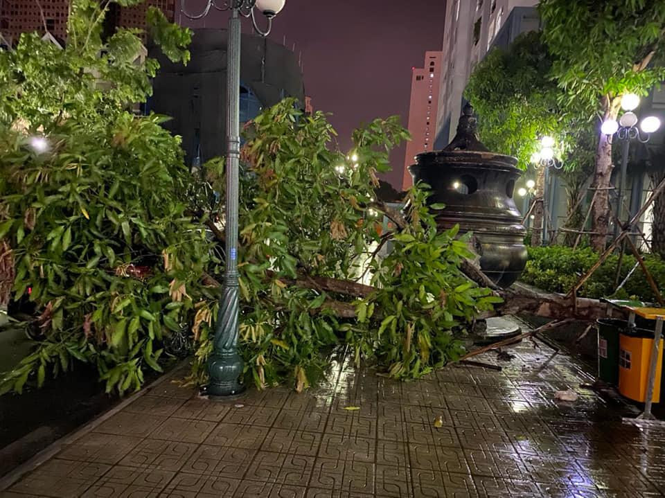 Cây xoài đổ vào một chiếc ô tô đỗ lề đường trong khu đô thị ở Hà Nội. Ảnh: Phú Nguyễn Cây xoài đổ vào một chiếc ô tô đỗ lề đường trong khu đô thị ở Hà Nội. Ảnh: Phú Nguyễn