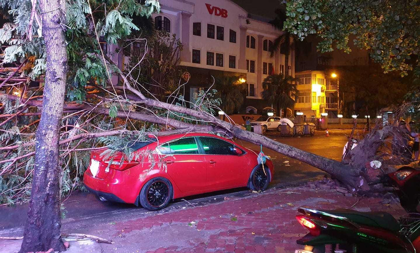 Cây đổ vào chiếc Kia Cerato trên phố Cát Linh Cây đổ vào chiếc Kia Cerato trên phố Cát Linh