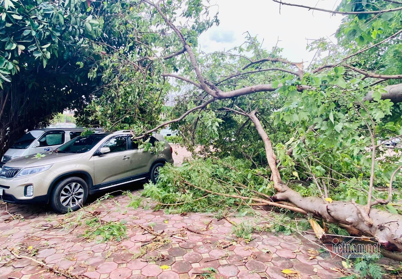 Cây mâm xôi đổ vào vị trí xe anh Quý đỗ Cây mâm xôi đổ vào vị trí xe anh Quý đỗ