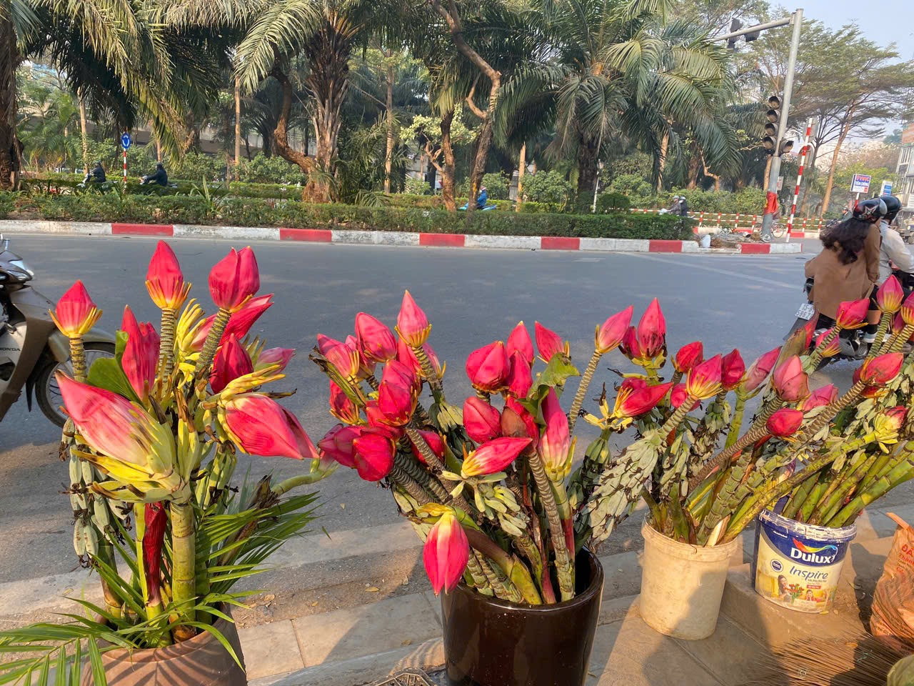 Ngoài các loại hoa truyền thống, năm nay anh Tuân - một chủ cửa hàng hoa tại ngã tư đường Bưởi giao với Hoàng Hoa Thám - đã nhập thêm hoa chuối đỏ, đây là loài hoa đặc trưng của vùng cao Tây Bắc. Theo anh Tuân, hoa chuối đỏ có màu sắc bắt mắt, lạ lẫm dễ trưng bày trong không gian Tết, dự báo sẽ thu hút nhiều khách hàng.