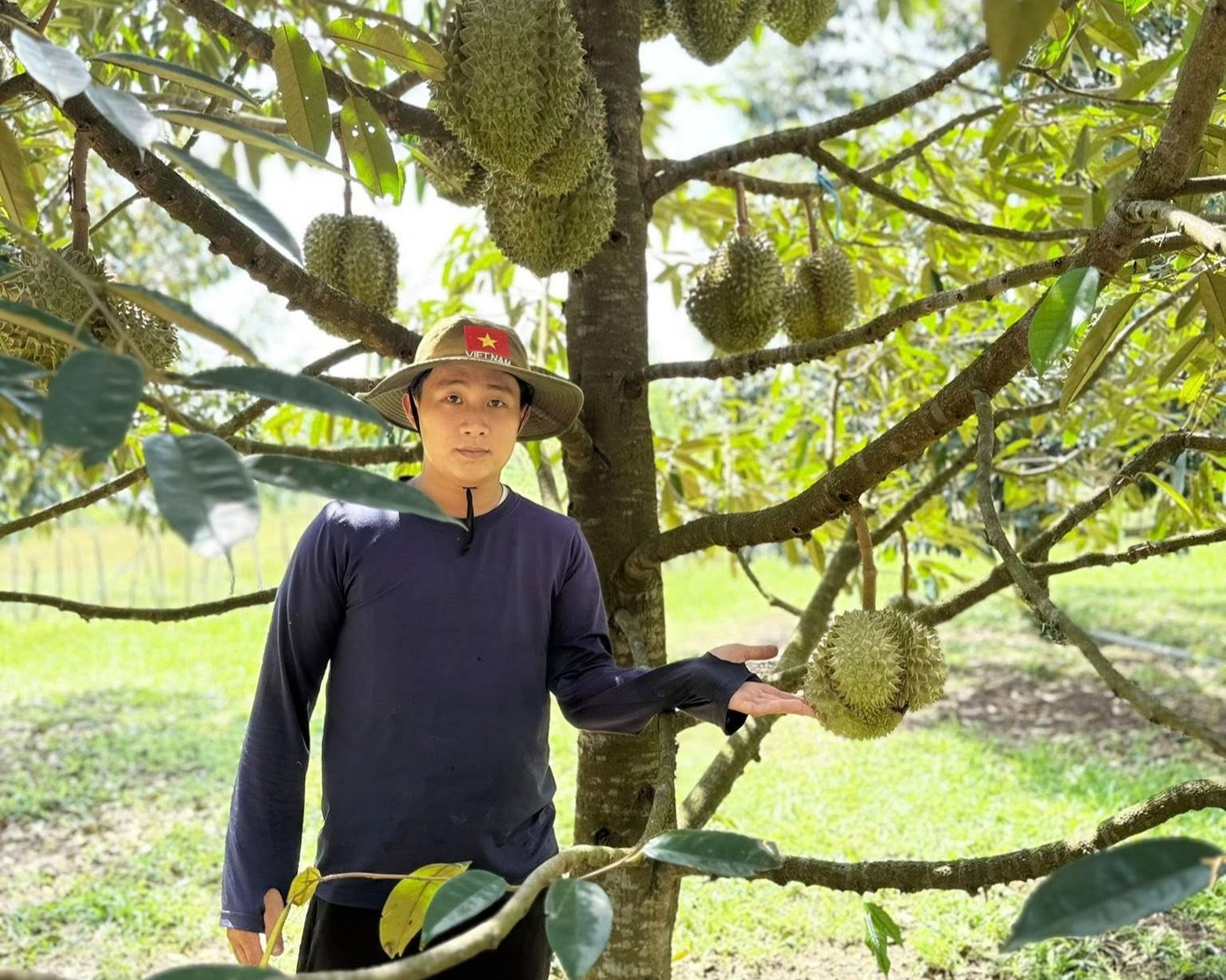 Một vườn sầu riêng mở cửa cho khách tham quan tại Phú Quốc. Ảnh: Hiền Lâm.