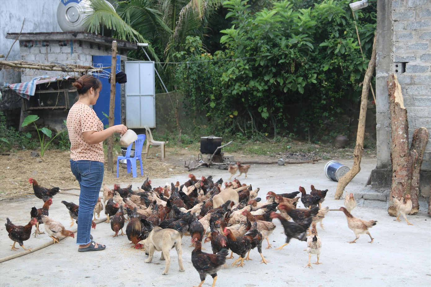 Hiệu quả từ mô hình kinh tế tổng hợp được đầu tư từ vốn vay chính sách cũng giúp gia đình chị Hà Thị Hiên (Ba Lầm, Nuông Dăm, Kim Bôi) từng bước ổn định cuộc sống. Hiệu quả từ mô hình kinh tế tổng hợp được đầu tư từ vốn vay chính sách cũng giúp gia đình chị Hà Thị Hiên (Ba Lầm, Nuông Dăm, Kim Bôi) từng bước ổn định cuộc sống.