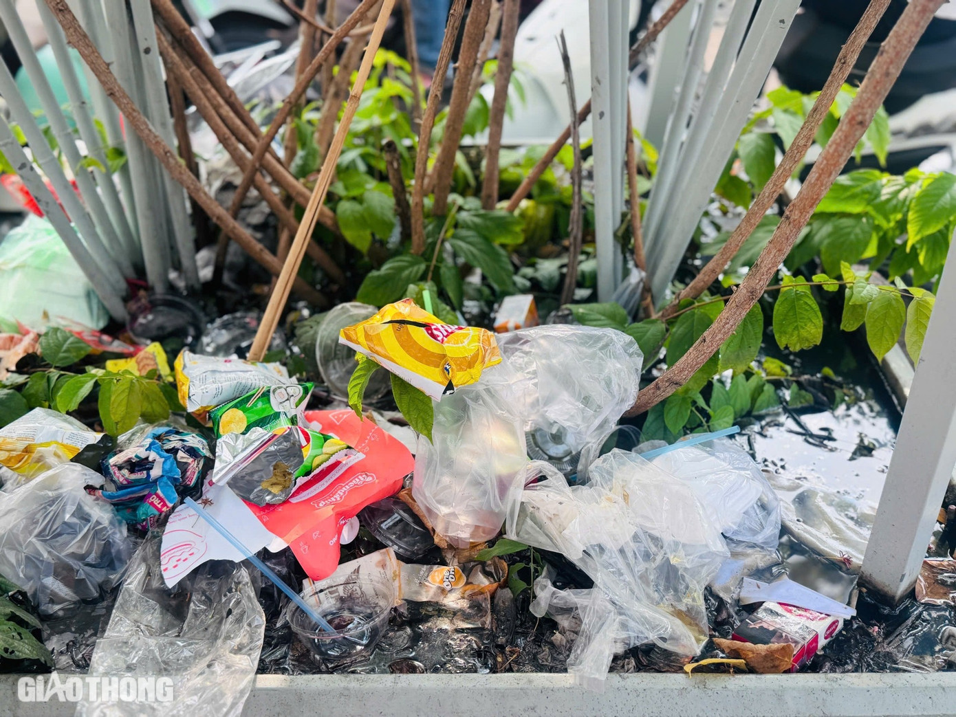 Tất cả các loại bao bóng, hộp đồ ăn - nước uống, vỏ bánh kẹo, thậm chí tã, quần áo, giày dép... bị vứt bỏ trên các chậu cây tạo ra khung cảnh vô cùng nhếch nhác.