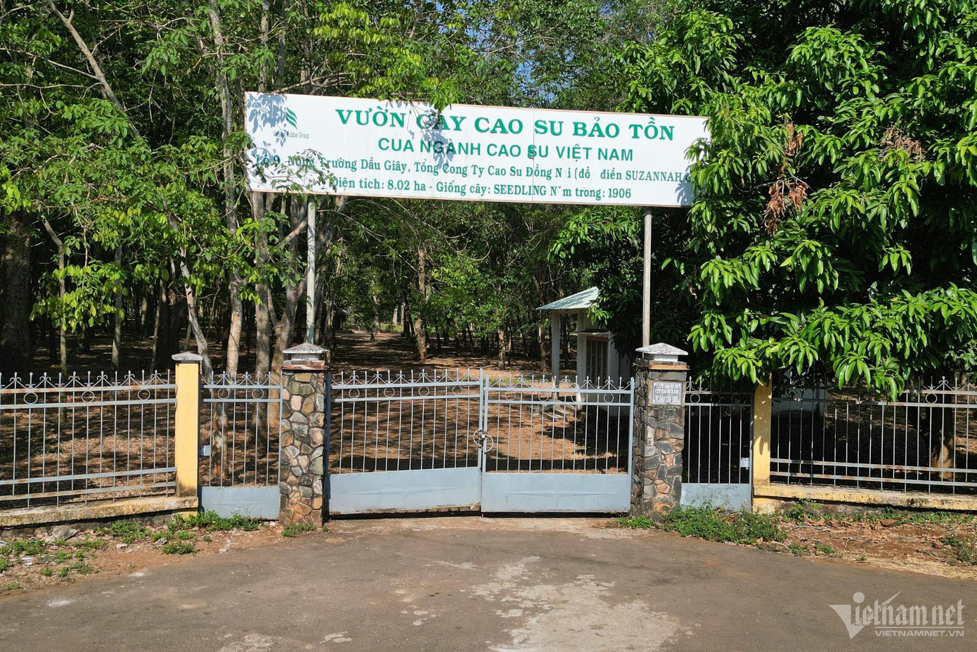 Vườn cây cao su đầu tiên ở Việt Nam