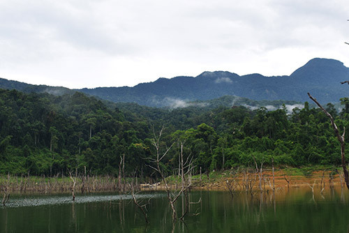 Quảng Nam bảo vệ nghiêm ngặt rừng sâm ba kích tím mới phát hiện ảnh 1
