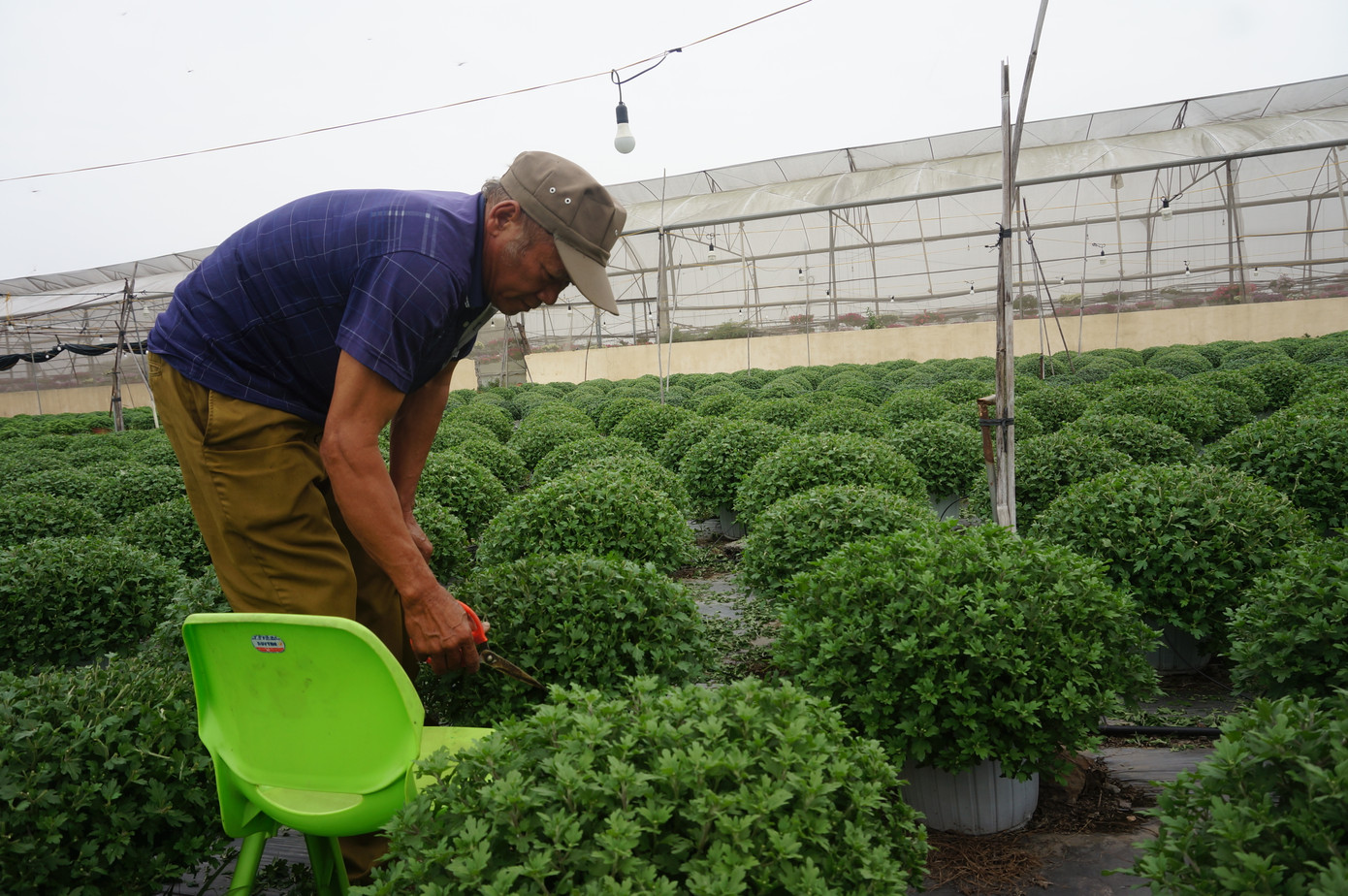 Ông Vũ Văn Bảng - một chủ vườn hoa lớn tại Ninh Phúc.