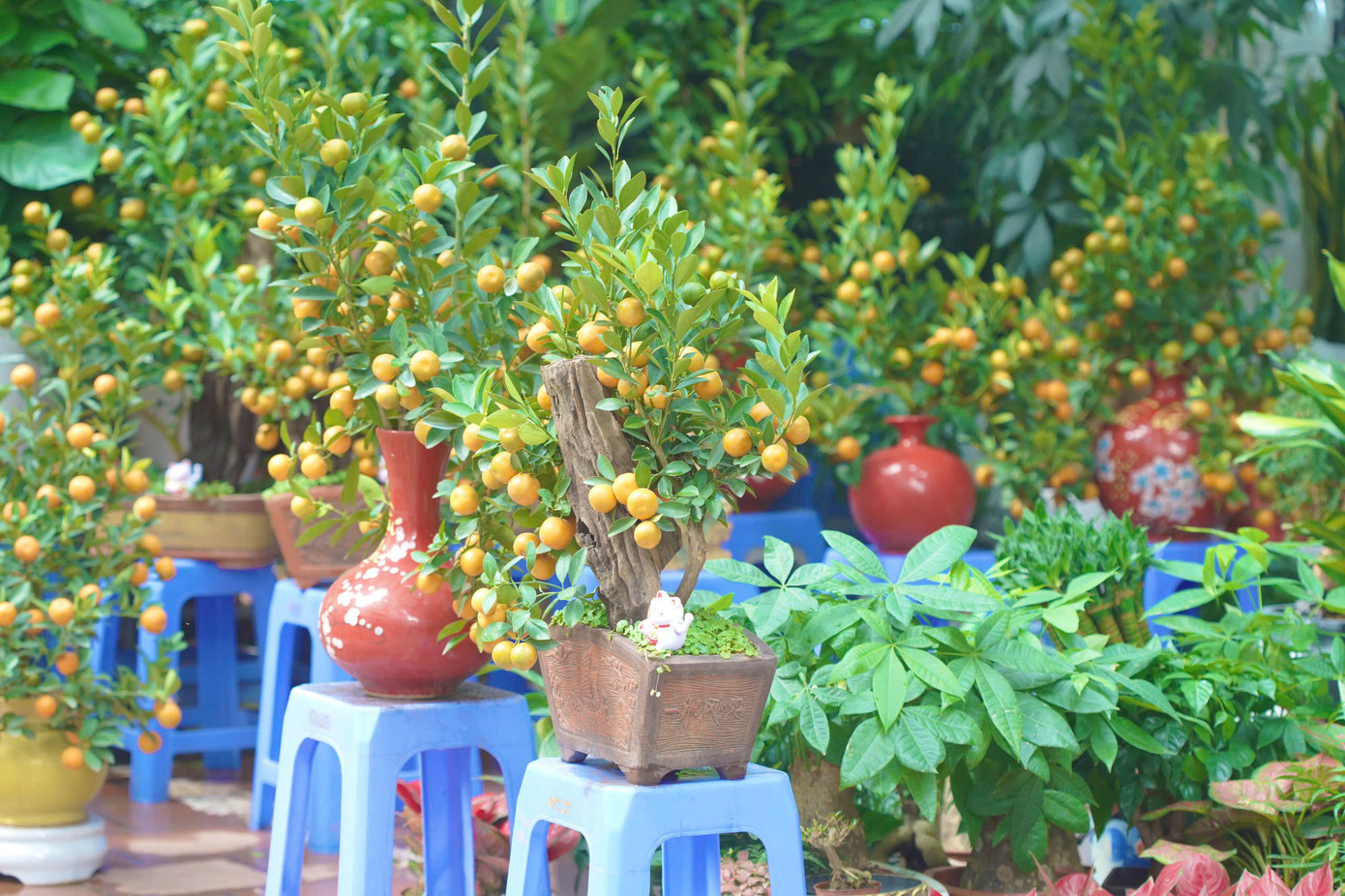 Những chậu quất mini có giá chỉ từ 100.000 - 300.000 đồng phù hợp với không gian nhỏ.