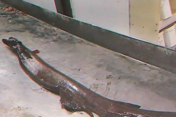 Sinh vật có một &apos;thân hình dài mảnh mai và một cái đầu giống như một con rắn&apos;. Ảnh: Sic Noticias