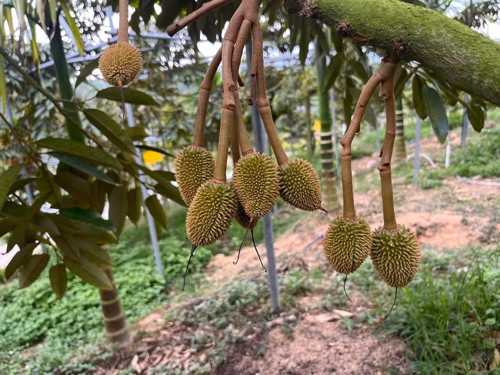 Tham vọng trồng sầu riêng của Trung Quốc. Ảnh: SCMP.