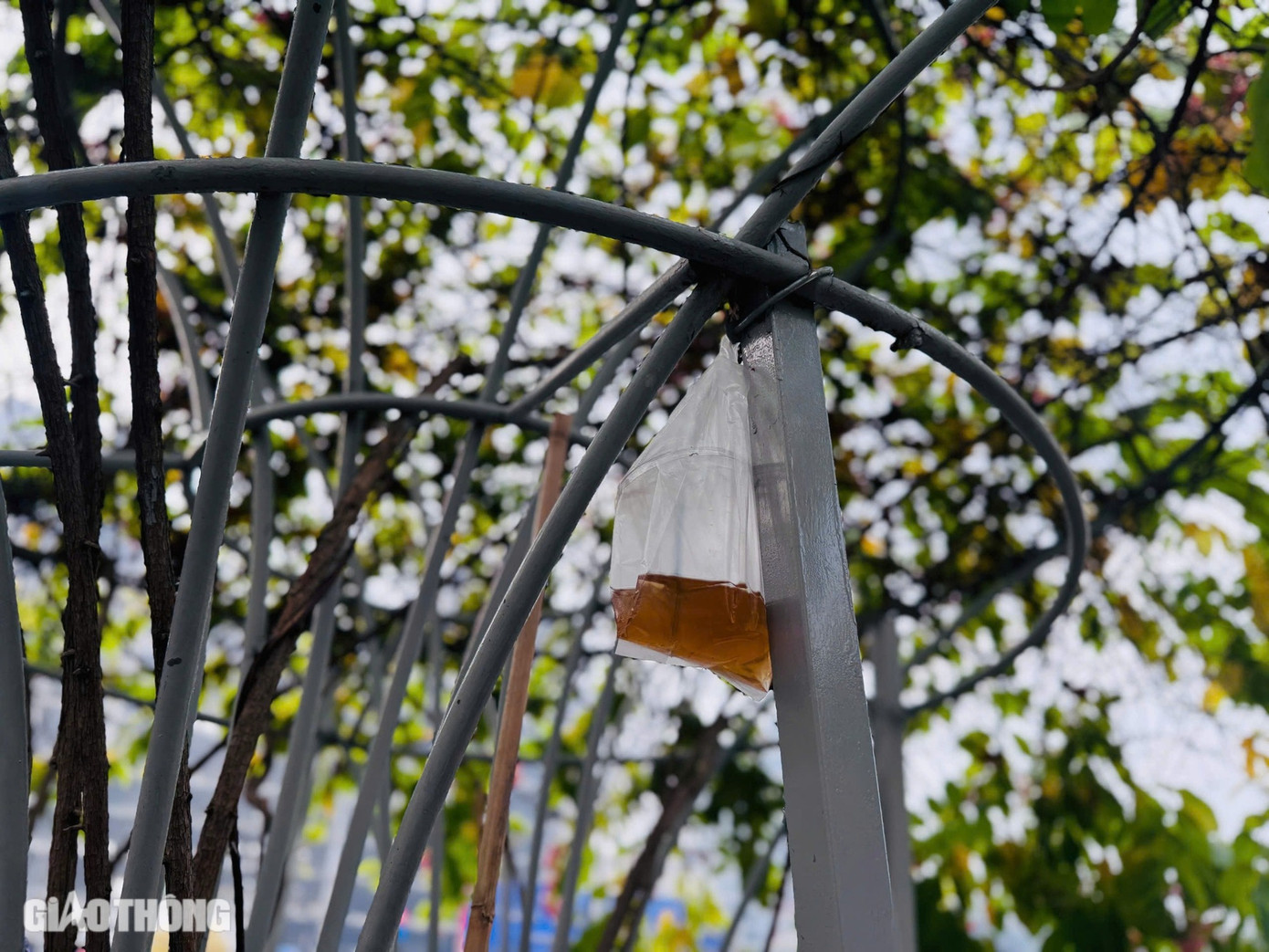 Chị Mỹ Linh (quận 10) chia sẻ, chị gửi xe máy ở công viên 23/9 rồi đi bộ sang chợ Bến Thành để chụp ảnh Tết. Chị khá bất ngờ vì hàng trăm xe máy được dựng ở khu vực chợ; thêm vào đó, quá nhiều rác thải trên các chậu cây. "Tôi nghĩ chúng ta nên ý thức, trách nhiệm khi đến nơi được mệnh danh là điểm nhấn của TP.HCM như thế này. Đây là nơi có rất nhiều du khách nước ngoài lui tới nên mọi người hãy ý thức, đừng bỏ rác lung tung như vậy. Mỗi người đều có ý thức thì sẽ không có hình ảnh nhếch nhác như thế này", chị Linh nói.