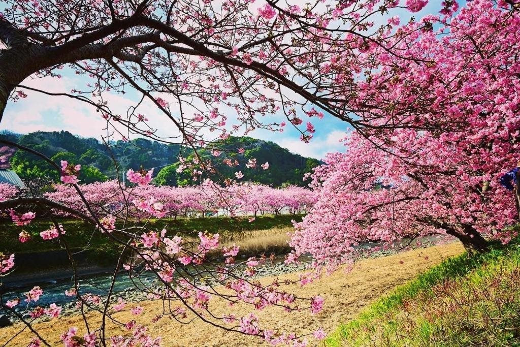 Hoa anh đào Kawazu-zakura khoe sắc ở Shizuoka, Nhật Bản.
