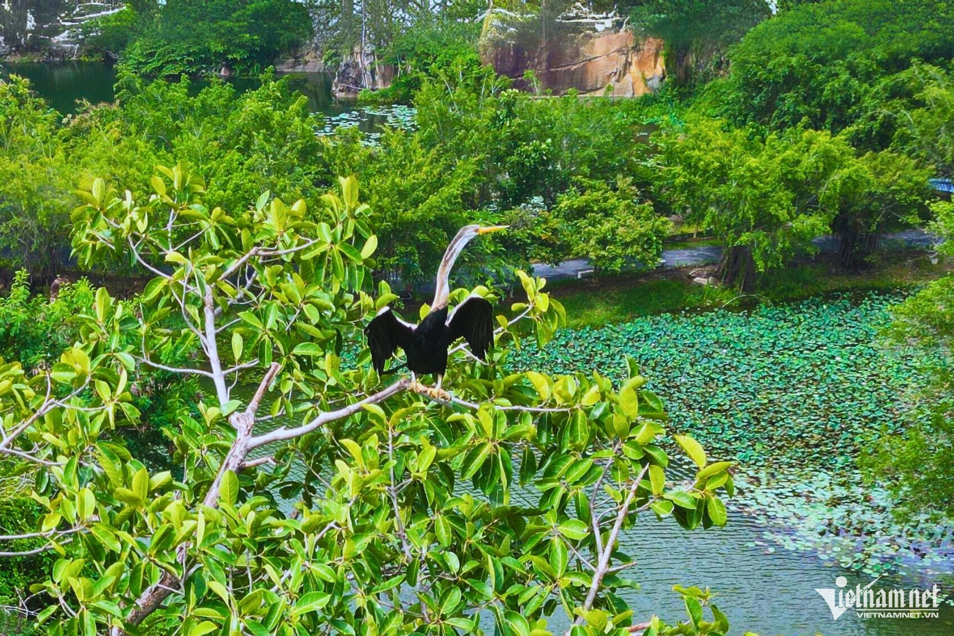 Ngày 23/7, đại diện Khu du lịch Bửu Long (TP Biên Hòa, Đồng Nai) thông tin, vừa phát hiện một đàn chim cổ rắn quý hiếm, số lượng hơn 100 con, đang làm tổ trên một cây xanh giữa hồ nước trong khuôn viên khu du lịch.