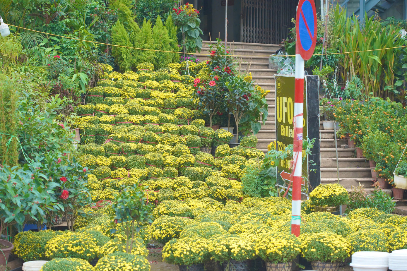 Ngoài các loại cây cảnh truyền thống như đào và quất, chợ còn bày bán nhiều loại cây độc lạ như mai vàng miền Nam, bonsai mini, và các loại cây phong thủy.