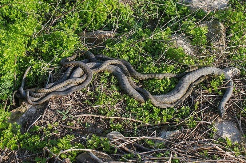 Truyền thuyết kể lại rằng, ban đầu rắn xuất hiện ở đây là do những tên cướp biển. Vì mục đích bảo vệ an toàn cho những kho báu chôn giấu trên đảo, nên những tên cướp biển xưa kia đã thả nhiều con rắn độc ở đây. Tuy nhiên, điều này vẫn còn là một nghi vấn lớn vì khi chủ nhân của kho báu trên quay trở lại, họ cũng phải đối mặt với &quot;cơn ác mộng&quot; mang tên rắn độc.