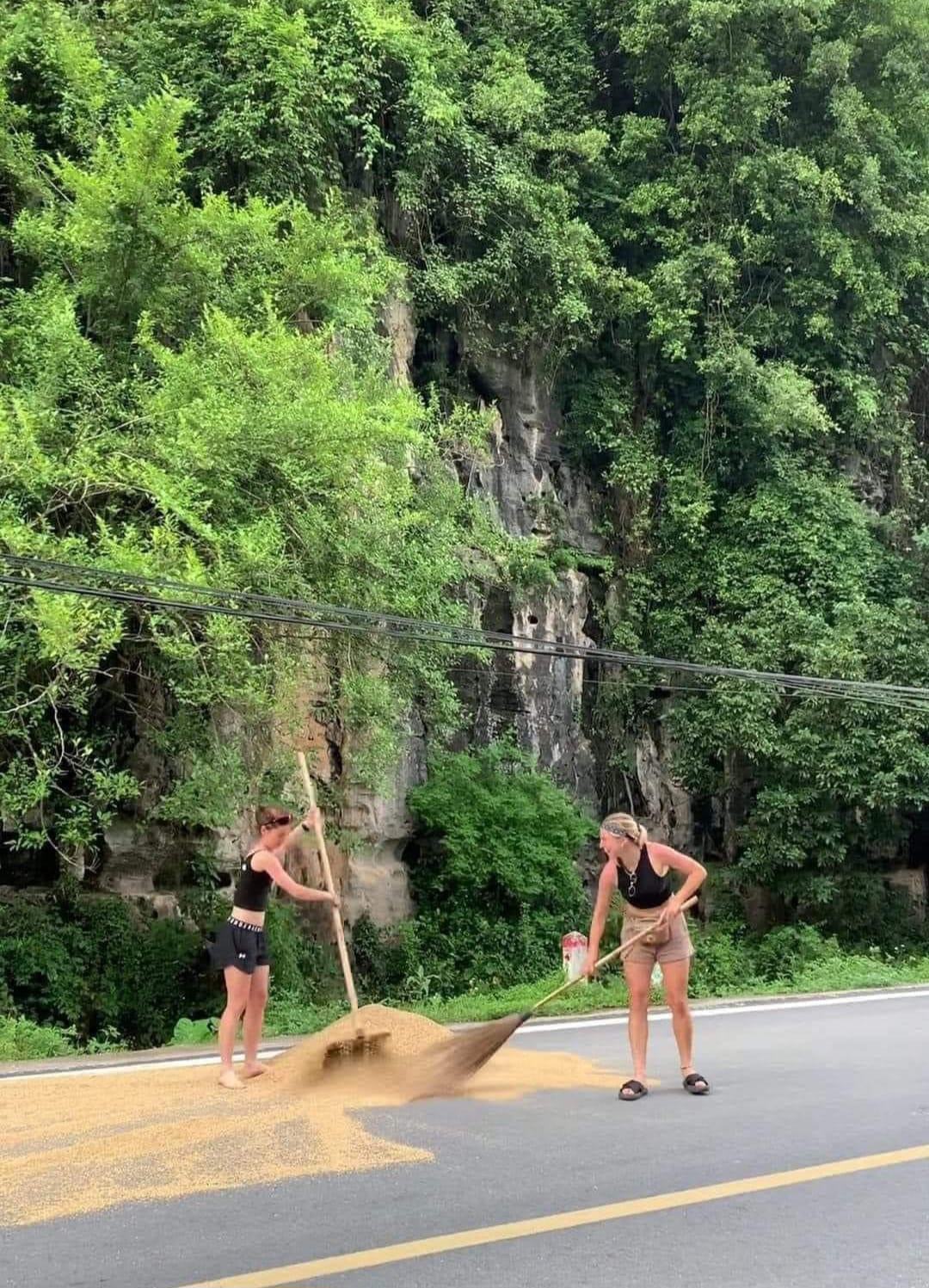 Dù lần đầu được cào lúa nhưng người cầm bồ cào, người cầm chổi giúp vun lúa rất nhiệt tình và chuyên nghiệp. Ảnh cắt clip. Dù lần đầu được cào lúa nhưng người cầm bồ cào, người cầm chổi giúp vun lúa rất nhiệt tình và chuyên nghiệp. Ảnh cắt clip.