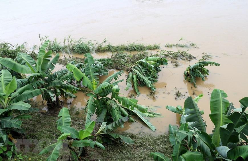 Cuối giờ chiều ngày 14/6, lũ trên thượng nguồn sông Hồng tại Lào Cai đạt đỉnh là 81,86m, trên cấp báo động 1 và dưới cấp báo động 2 là 0,14m. (Ảnh: Quốc Khánh/TTXVN)