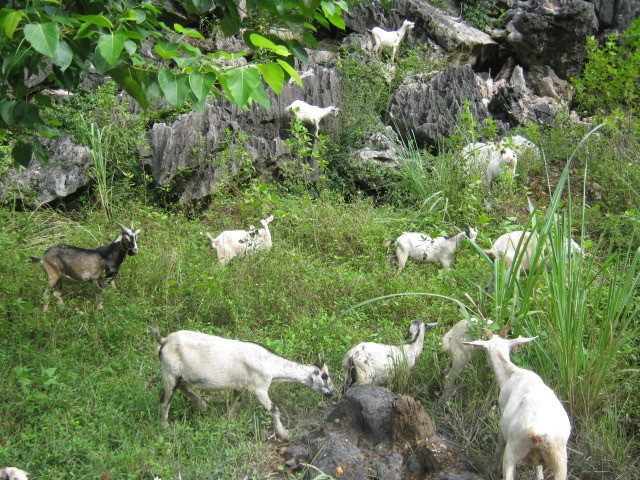 Dê núi chăn thả tự nhiên tại Ninh Bình. Dê núi chăn thả tự nhiên tại Ninh Bình.