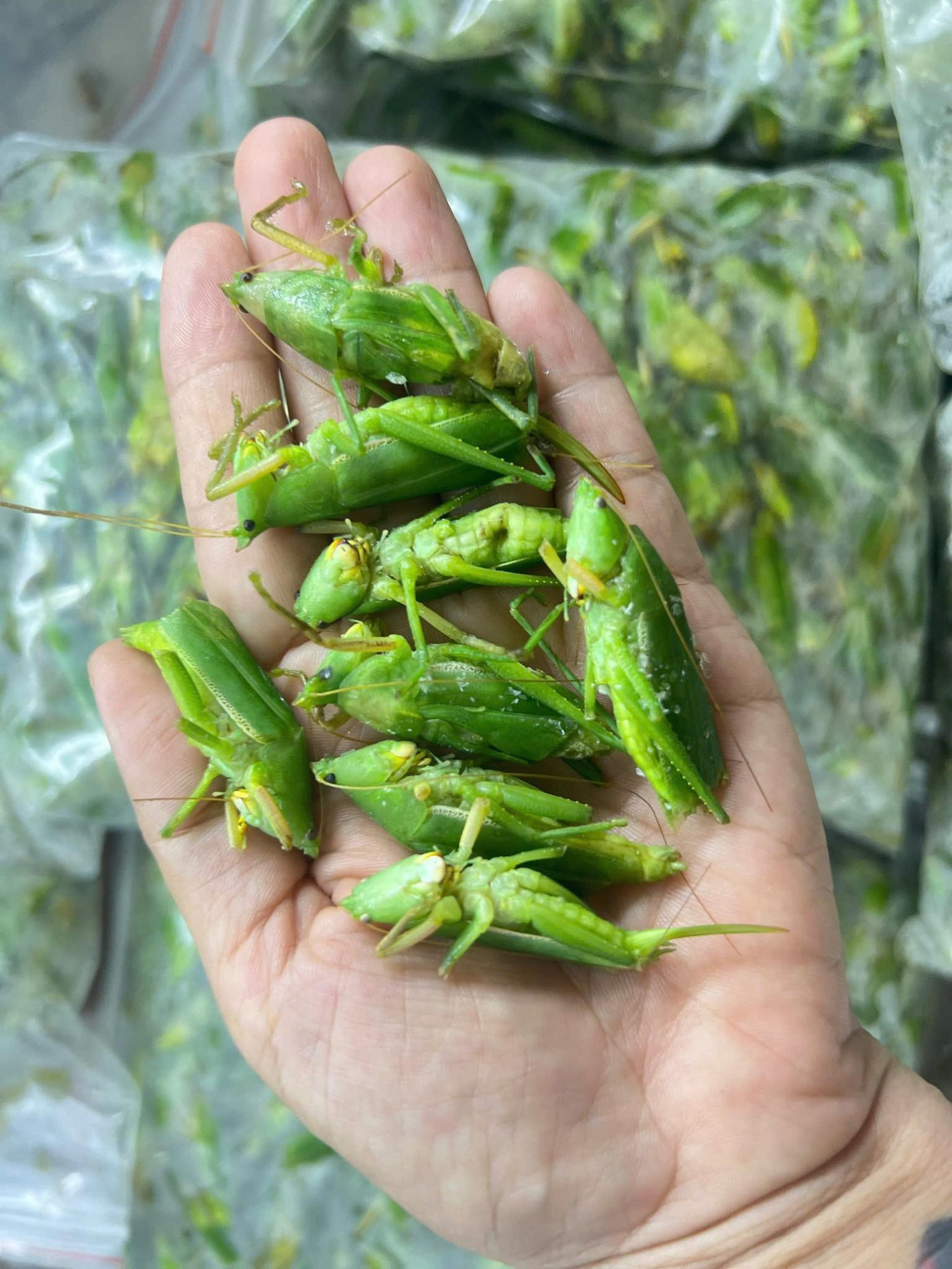 Muồm muỗm được cấp đông ngay khi còn sống để kéo dài thời gian bảo quản, giúp vận chuyển tới các tỉnh thành xa.