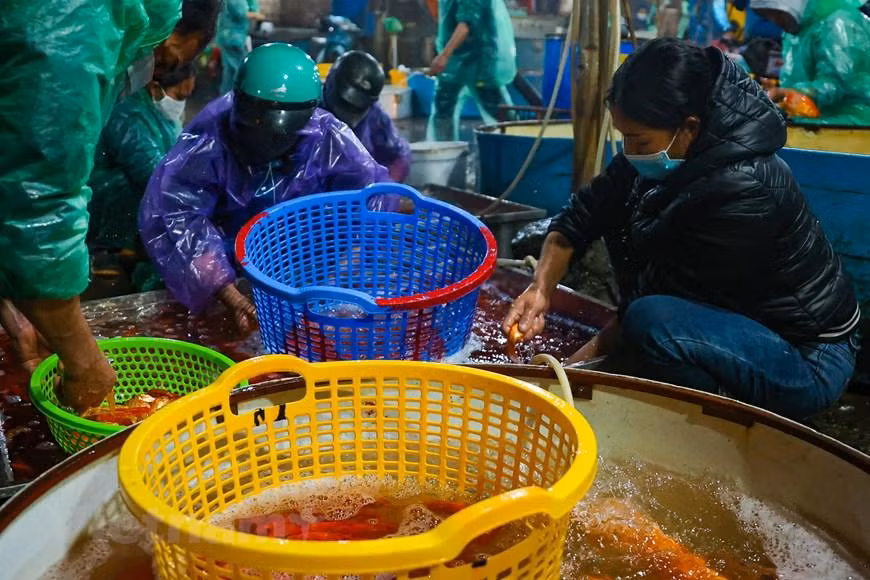 Hàng trăm tiểu thương từ các nơi cũng đến mua cá về bán lẻ tại các chợ nhỏ. (Minh Hiếu/Vietnam+)