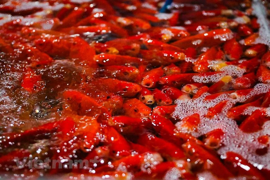 So với cá chép vàng thì cá chép đỏ được nhiều người lựa chọn hơn bởi cá khỏe, màu sắc tươi tắn. (Minh Hiếu/Vietnam+)