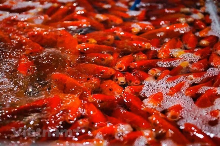 So với cá chép vàng thì cá chép đỏ được nhiều người lựa chọn hơn bởi cá khỏe, màu sắc tươi tắn. (Minh Hiếu/Vietnam+)
