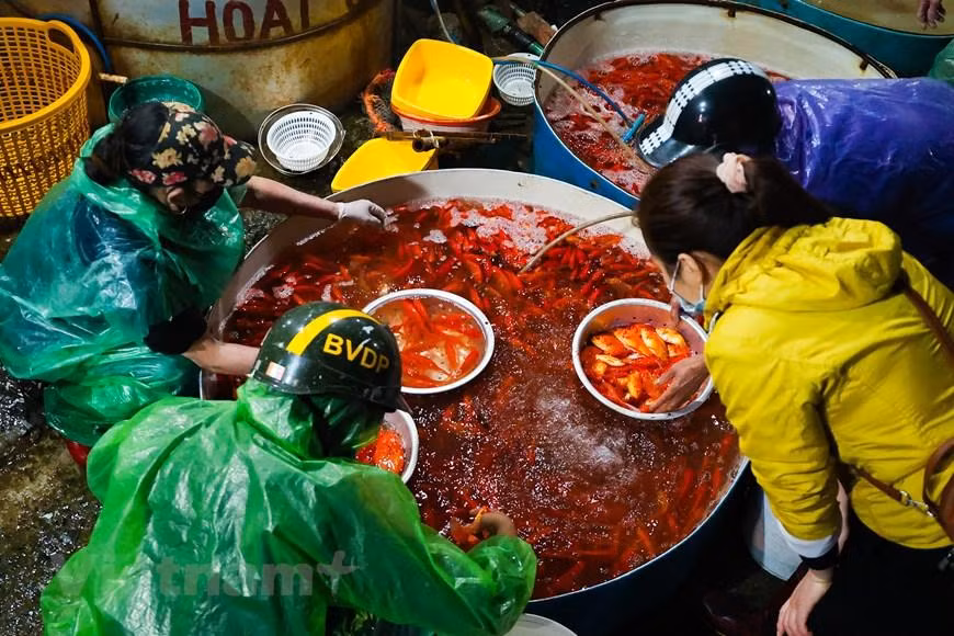 Tại chợ cá Yên Sở, có 2 loại cá chép được bán chủ yếu trong lễ ông Công ông Táo là cá chép đỏ và cá chép vàng. Cả 2 loại cá này đều được được các lái buôn nhập chủ yếu từ các tỉnh Nam Định, Hà Nam, Vĩnh Phúc, Phú Thọ… (Minh Hiếu/Vietnam+)
