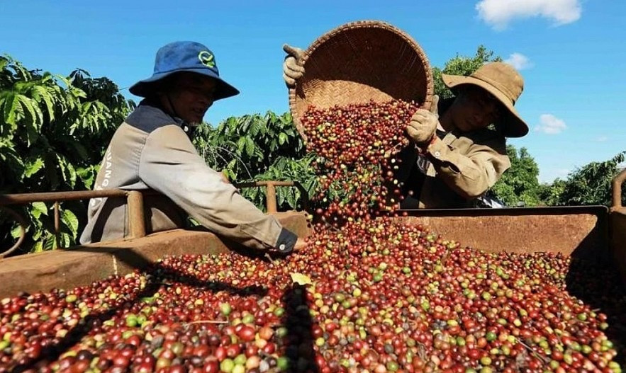 Giá cà phê các tỉnh khu vực Tây Nguyên bất ngờ quay đầu giảm mạnh. Ảnh minh họa: IT.