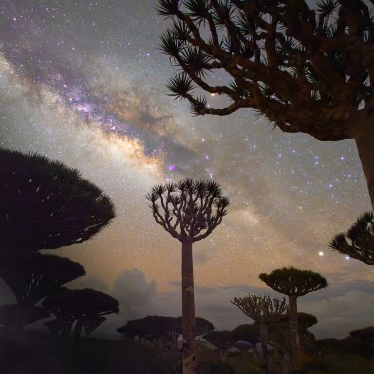 Bức ảnh “Thức tỉnh giác quan” của tác giả Violeta Lazareva chụp tại Socotra, Yemen. Bức ảnh này được chụp tại một trong những nơi tăm tối nhất trên thế giới: Socotra, một hòn đảo huyền bí nằm ở Ấn Độ Dương giữa đất liền của Yemen và Somalia. Sự kết hợp giữa cây máu rồng đặc hữu với dải ngân hà nổi bật chỉ khiến bạn kinh ngạc khi đứng ở đó. Vẻ đẹp của nơi này đánh thức tất cả các giác quan sâu sắc nhất của bạn. Bạn ngay lập tức yêu thích sức mạnh tổng hợp của ánh sáng bên trong và bóng tối bên ngoài.
