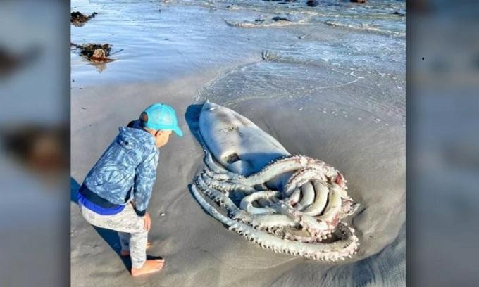 Các chuyên gia động vật hoang dã cho biết con mực này là một con cái, khoảng 2 tuổi và đã chết khi được tìm thấy. Các chuyên gia động vật hoang dã cho biết con mực này là một con cái, khoảng 2 tuổi và đã chết khi được tìm thấy.