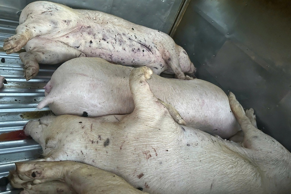 Ngày 4/6, Công an tỉnh Quảng Trị cho biết, đang phối hợp xử lý vụ việc phát hiện 9 con heo chết, không rõ nguồn gốc tại một lò mổ trên địa bàn. Ảnh: Công an cung cấp. Ngày 4/6, Công an tỉnh Quảng Trị cho biết, đang phối hợp xử lý vụ việc phát hiện 9 con heo chết, không rõ nguồn gốc tại một lò mổ trên địa bàn. Ảnh: Công an cung cấp.