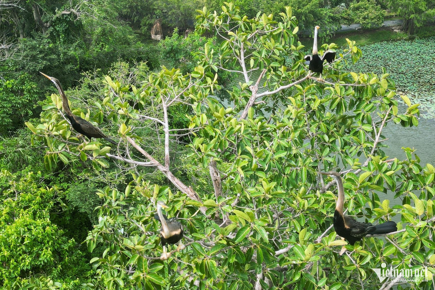 Theo ghi nhận, đàn chim cổ rắn này gồm nhiều cá thể, từ chim non đến trưởng thành. Chúng sinh sống thành bầy đàn, thường di chuyển kiếm ăn ở hồ nước và nghỉ ngơi trên các cành cây cao.