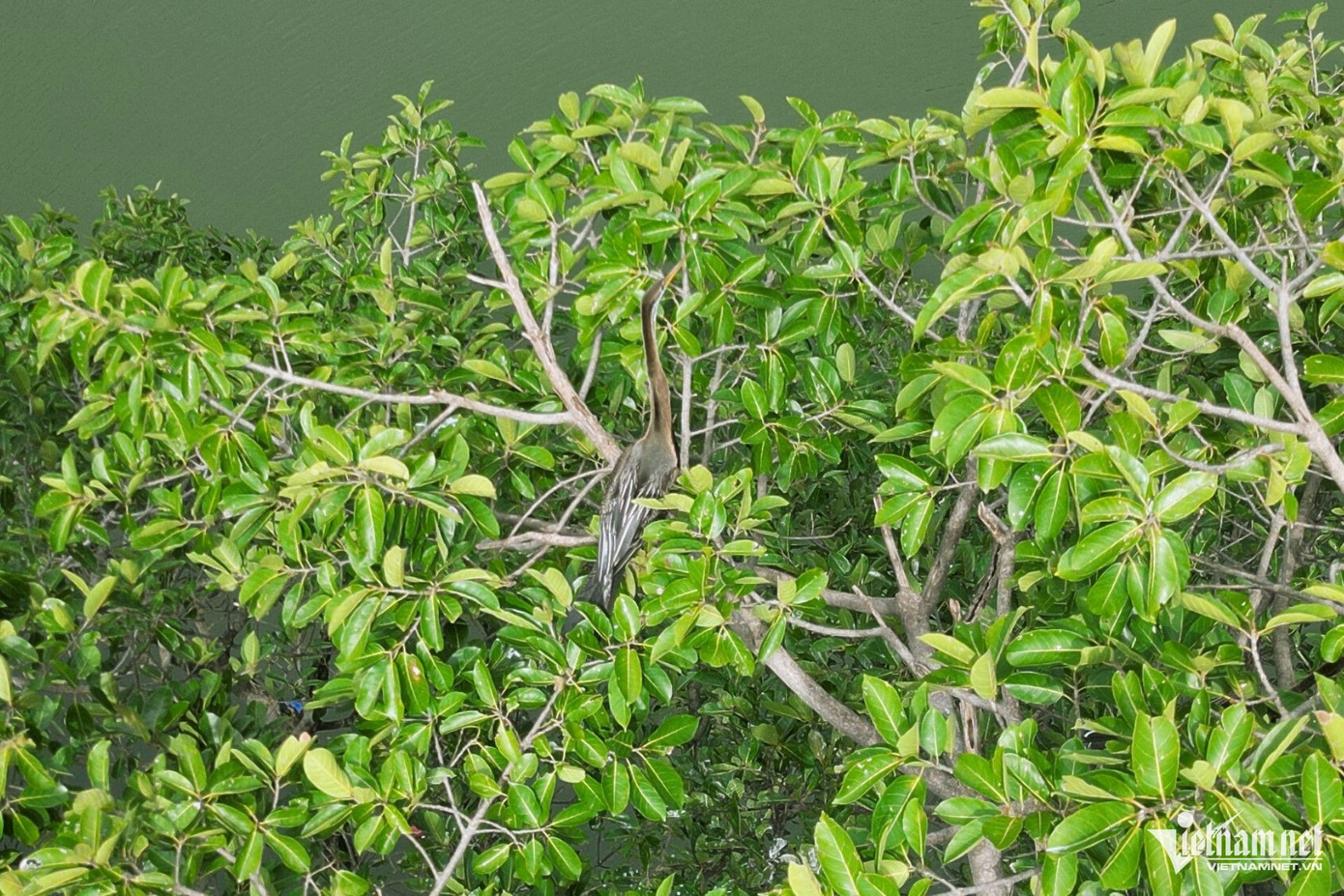 Đặc biệt, loài chim này sở hữu cổ dài, mỏ nhọn giúp chúng dễ săn các loại cá dưới nước. Khi bơi phần thân chìm dưới mặt nước, tương tự như loài rắn. Theo chia sẻ của nhân viên Khu du lịch Bửu Long, chim cổ rắn được phát hiện lần đầu tại đây vào năm 2019 với số lượng lên đến 500 con. Tuy nhiên, hiện nay số lượng chim đã giảm đáng kể.