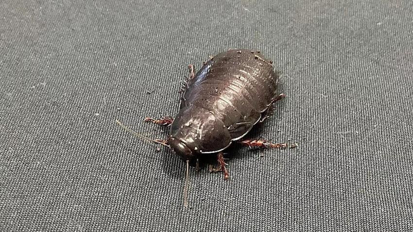 Những con gián ăn gỗ này từng sống trên khắp đảo Lord Howe nhưng chúng bắt đầu biến mất sau sự xuất hiện của loài chuột trên đảo vào năm 1918.