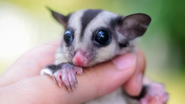 Thú cưng mà cô gái mang theo là một con sóc bay Úc (sugar glider), đây là loài thú có túi có hình dáng nhỏ bé tầm 20 cm và có thể cầm gọn trong bàn tay. Ảnh minh họa.