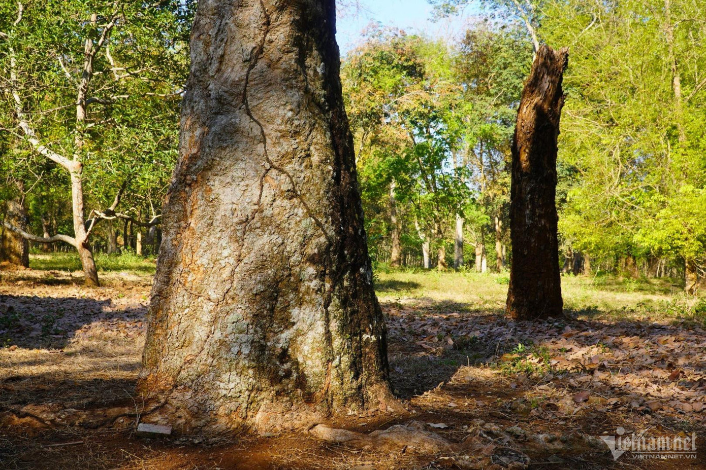 Những vết hằn trên thân cây cao su khỏe mạnh và phía sau là một cây cao su đã bị mục nát.