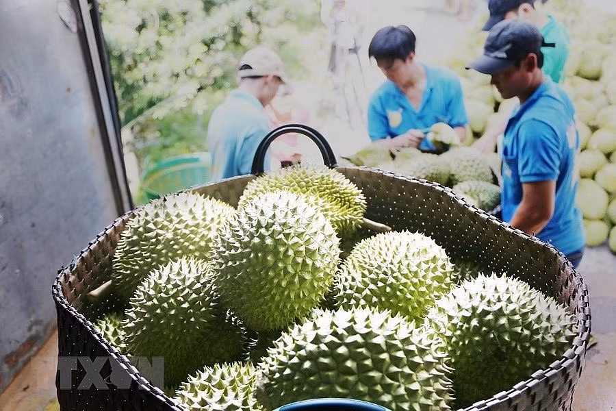 Thực hiện nhiều biện pháp để phát triển ngành hàng sầu riêng bền vững. Ảnh minh họa: TTXVN.