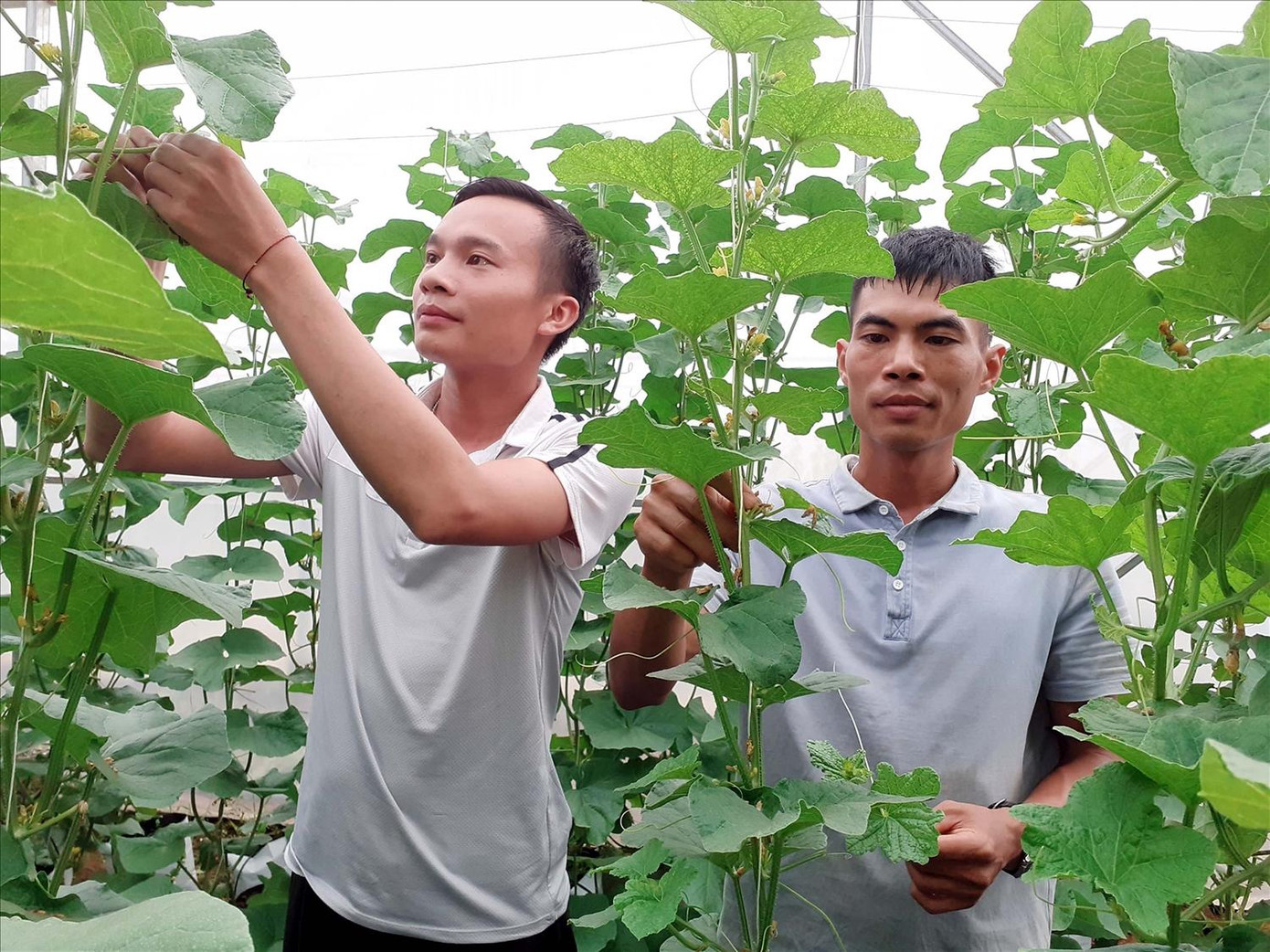 Nhiều HTX trên địa bàn tỉnh Hà Giang hoạt động có hiệu quả, tạo việc làm cho hàng ngàn lao động. Nhiều HTX trên địa bàn tỉnh Hà Giang hoạt động có hiệu quả, tạo việc làm cho hàng ngàn lao động.