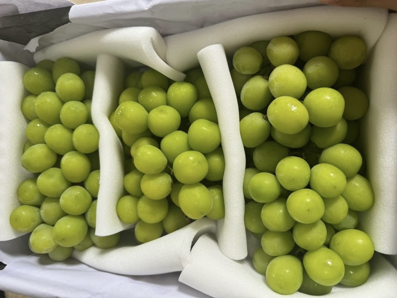 Nho sữa Trung Quốc. Nho sữa Trung Quốc.