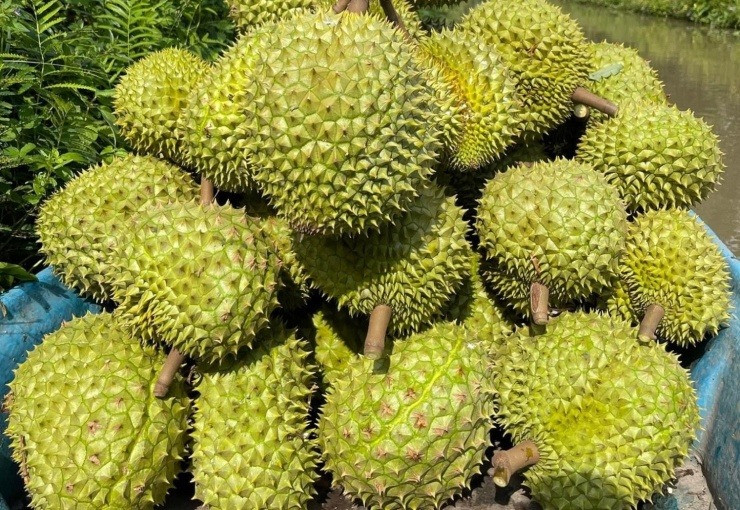 Xuất khẩu sầu riêng sụt giảm mạnh trong những tháng đầu năm.